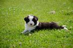 Zwart-witte border collie pups geboren op boerderij, België, Particulier, Reu, CDV (hondenziekte)