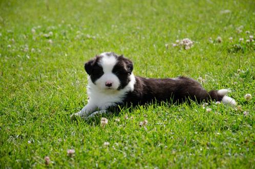 Zwart-witte border collie pups geboren op boerderij, Dieren en Toebehoren, Honden | Herdershonden en Veedrijvers, Reu, Collie