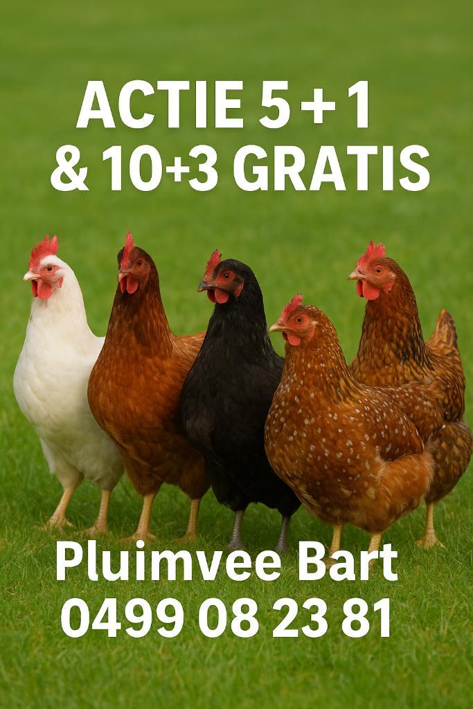 DIRECT EITJES actie 5+1/10+3 Gratis 0499/082381, Dieren en Toebehoren, Pluimvee, Kip, Vrouwelijk