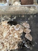 Nestje tamme Russische dwerghamsters te koop, Dieren en Toebehoren, Hamster, Augustus, Meerdere dieren, Tam
