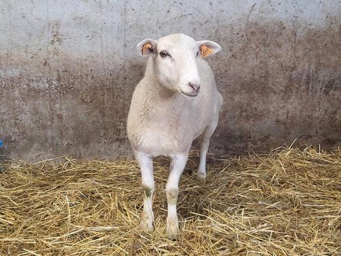 Moutons faciles à entretenir, Animaux & Accessoires, Moutons, Chèvres & Cochons, Mouton, Plusieurs animaux, 0 à 2 ans