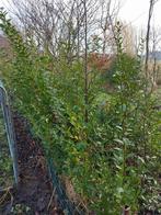 Ligestur / ligustrum, Enlèvement, Troène, Haie