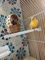 Canari mal, Dieren en Toebehoren, Vogels | Kanaries, Mannelijk