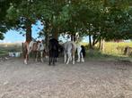Zoek weide te huur, Dieren en Toebehoren, Weidegang, 4 paarden of pony's of meer
