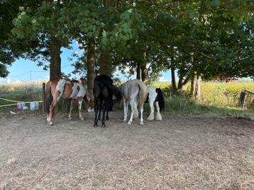 Recherche prairie a louer, Animaux & Accessoires, Box & Pâturages, Pâturage, 4 chevaux ou poneys ou plus
