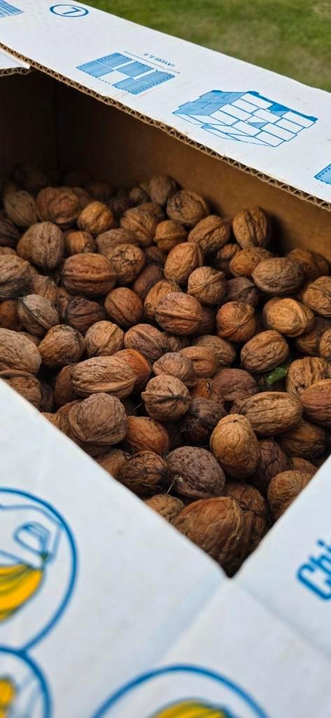 Topkwaliteit okkernoten van eigen kweek te koop!, Diversen, Levensmiddelen, Ophalen of Verzenden