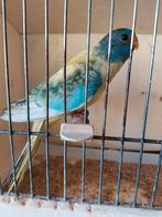 Splendid aqua blauw violet opaline ef gezoomd 25, Dieren en Toebehoren, Vogels | Parkieten en Papegaaien, Geringd