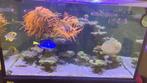 Zoutwater aquarium 250L, Ophalen, Gebruikt, Gevuld zeewateraquarium