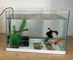Aquarium + 2 vissen + toebehoren, Ophalen, Zo goed als nieuw