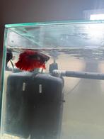 Petit aquarium avec deux poissons betta à vendre., Enlèvement, Comme neuf