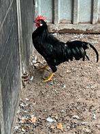 Zwarte Leghorn haan, Dieren en Toebehoren, Pluimvee, Kip