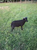 Ouessant bok, Dieren en Toebehoren, Schapen, Geiten en Varkens, Mannelijk, Schaap, 0 tot 2 jaar