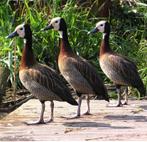 Verschillende soorten Siereenden en sierganzen, Dieren en Toebehoren, Meerdere dieren, Eend