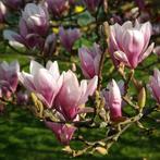 Magnolia Soulangeana, Tuin en Terras, Ophalen
