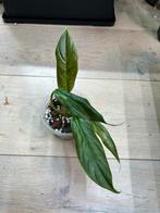 Philodendron Subhastatum Variegata, Maison & Meubles, Plantes d'intérieur, Enlèvement ou Envoi