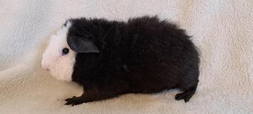 Schattige US teddy cavia  beschikbaar voor biedingen