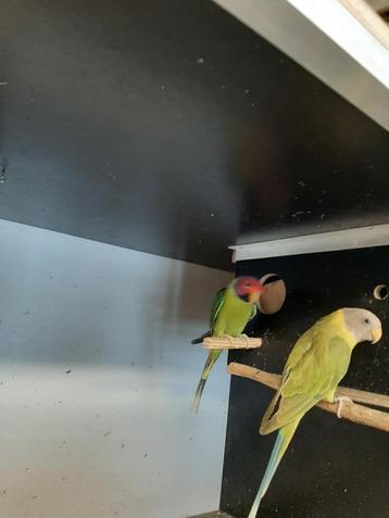 Te koop pruimkop mysty + Overgoten, Dieren en Toebehoren, Vogels | Parkieten en Papegaaien