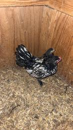 Koppel sebright/chochin, Dieren en Toebehoren, Pluimvee
