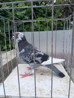 Pigeon voyageur, Dieren en Toebehoren, Postduif