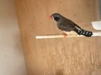 Koppel zwartwang zebravinken, Dieren en Toebehoren, Vogels | Overige Vogels, Meerdere dieren, Tropenvogel