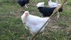 6 Poule de Bresse hennen 2 maanden oud, Dieren en Toebehoren, Pluimvee, Vrouwelijk, Kip