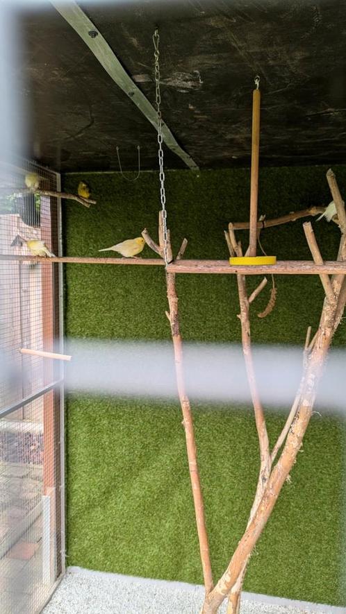 Verschillende kanaries, Dieren en Toebehoren, Vogels | Kanaries