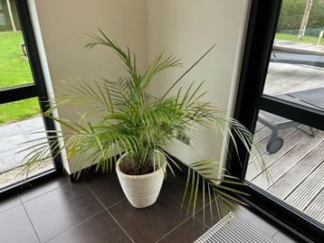 plant te koop, bloempot inbegrepen beschikbaar voor biedingen