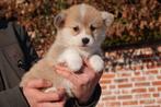 Prachtige Welsh Corgi Pembroke pups, Dieren en Toebehoren, Honden | Herdershonden en Veedrijvers, België, Overige rassen, CDV (hondenziekte)