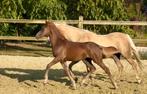Knap merrieveulen D pony, Merrie