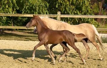 Knap merrieveulen D pony beschikbaar voor biedingen