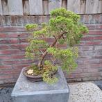 Juniperus chinensis., Tuin en Terras, Ophalen of Verzenden