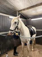 Opzoek naar een halve stal!, Dieren en Toebehoren, Paarden, Zadelmak