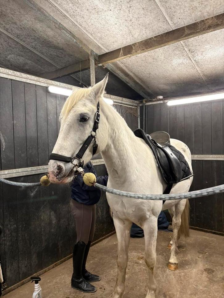 Opzoek naar een halve stal!, Animaux & Accessoires, Chevaux, Débourré