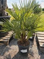 Europese dwergpalm - Chamaerops Humilis, Ophalen