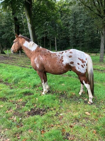 Appaloosa beschikbaar voor biedingen
