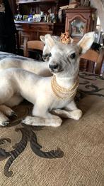 Taxidermie schapen lammetjes, Enlèvement