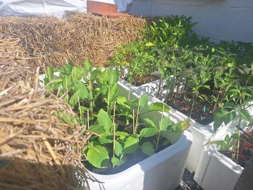 Plants de tomates et d'aubergines 1e, Tuin en Terras, Planten | Tuinplanten, Eenjarig, Groenteplanten, Volle zon, Ophalen