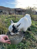 Geiten bokje te koop, Animaux & Accessoires