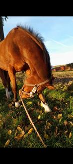 Brugge st kruis halve stal gevraagt ( NIET TE KOOP ), Dieren en Toebehoren