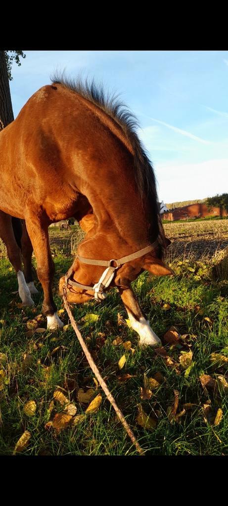 Brugge st kruis halve stal gevraagt ( NIET TE KOOP ), Dieren en Toebehoren, Paarden