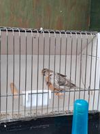 NOORDSE BARMSIJZEN man, Dieren en Toebehoren, Vogels | Kanaries