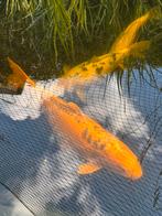 Koi Kohaku 75 cm