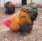 haantjes, Dieren en Toebehoren, Pluimvee, Mannelijk, Kip
