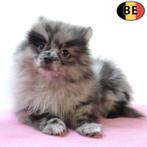 Dwergkeesjes - Belgische pups te koop, Dieren en Toebehoren, België, CDV (hondenziekte), 8 tot 15 weken, Meerdere