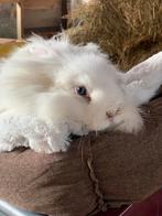 Konijn teddy - minilop, Dieren en Toebehoren