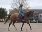 Superbe jument sport, Dieren en Toebehoren, Paarden, Merrie