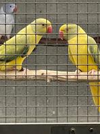 Halsbandparkiet, Dieren en Toebehoren