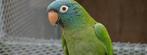 Conure tête bleue mâle epp, Dieren en Toebehoren, Mannelijk, Geringd