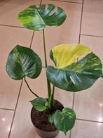Monstera Aurea large form, Ophalen of Verzenden