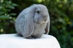 Frans hangoor konijntje, Dieren en Toebehoren, Konijnen, Mannelijk, Groot, Hangoor, 0 tot 2 jaar